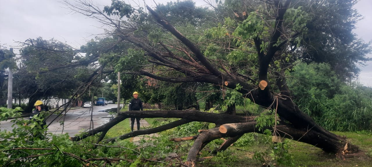 rboles-caidos-17-enero-2023-a