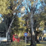 La Municipalidad retiró un eucalipto de gran porte del parque San Martín por riesgo de caída