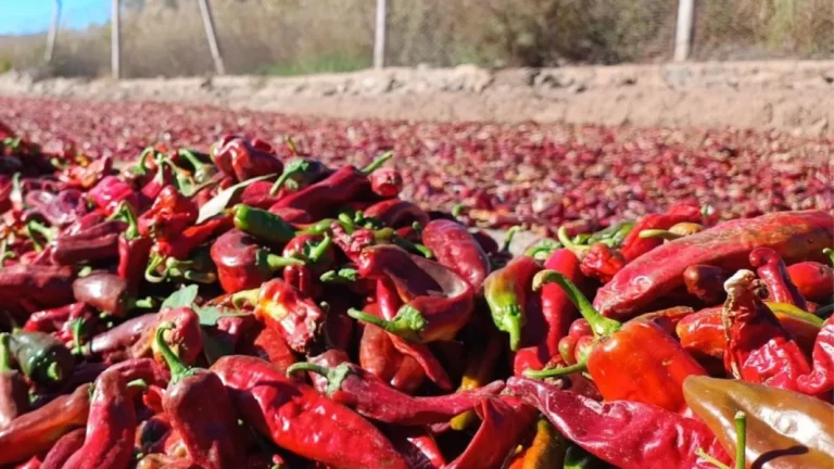 101397-evaluan-alternativas-para-consolidar-la-produccion-del-pimenton-en-cachi-y-payogasta