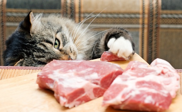 Cat steals piece of meat