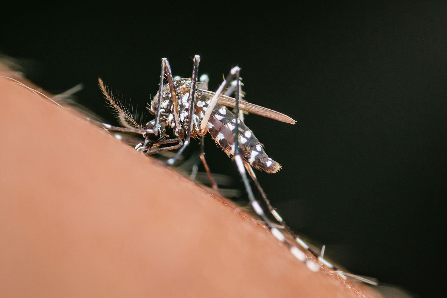 mosquito-chikungunya.shutterstock