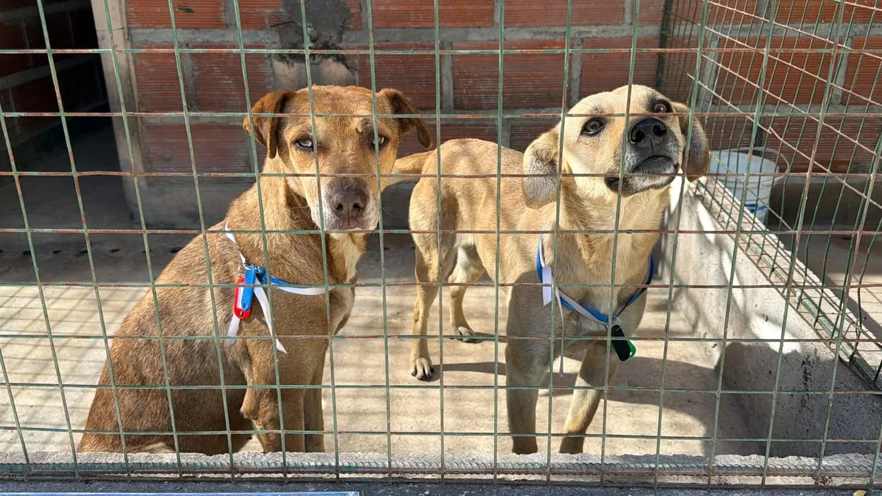 perros-rescatados-centro-de-adopciones-milagro-2026-1